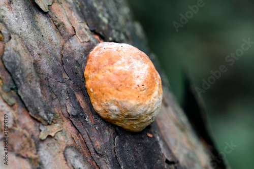 Young tree mushroom growing on a pine tree, close-up