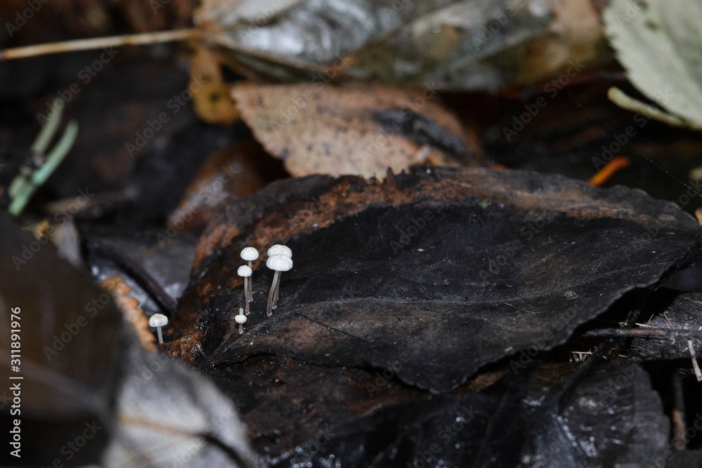 Very small white mushrooms grow in the autumn forest after rain on fallen leaves. Macro shot. Very small white mushrooms grow in the autumn forest after rain on fallen leaves. Macro shot.