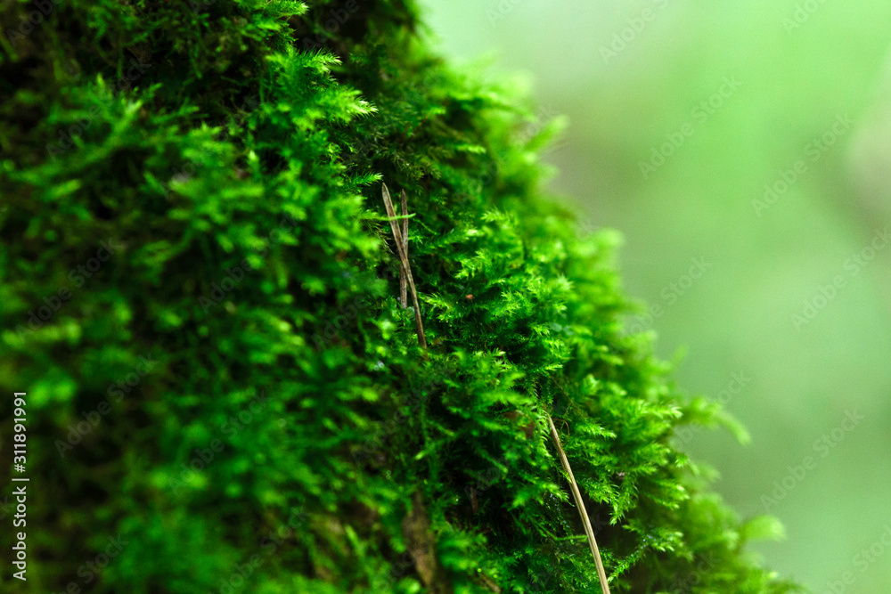 Beautiful bright green moss growing vertically on a tree in the forest after rain with pine needles. Macro shot with blurry background.
