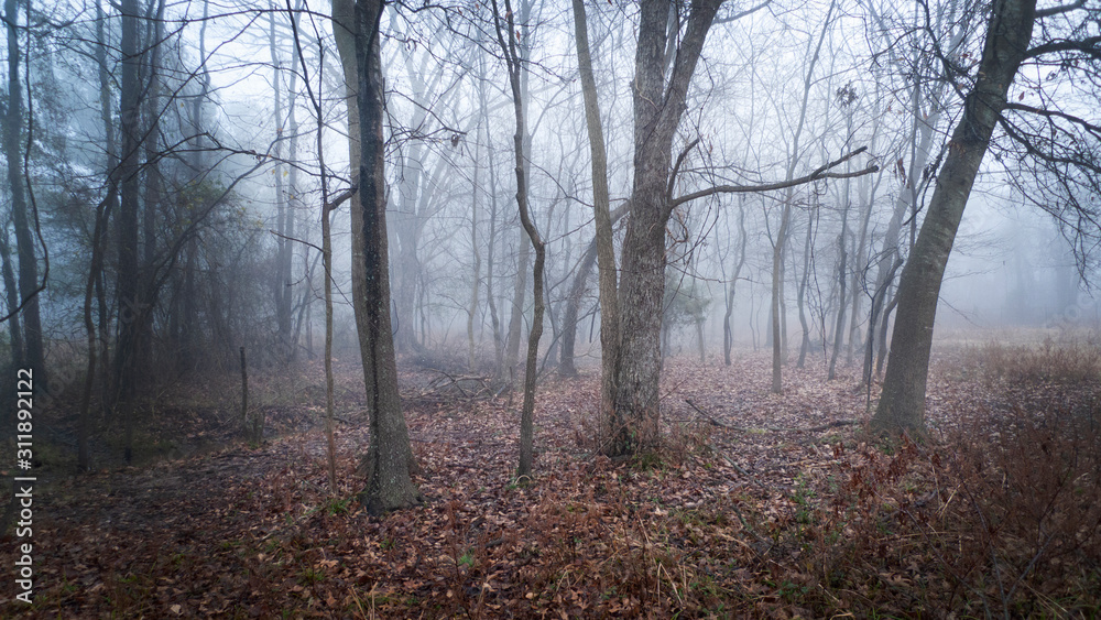 Winter fog in the forest