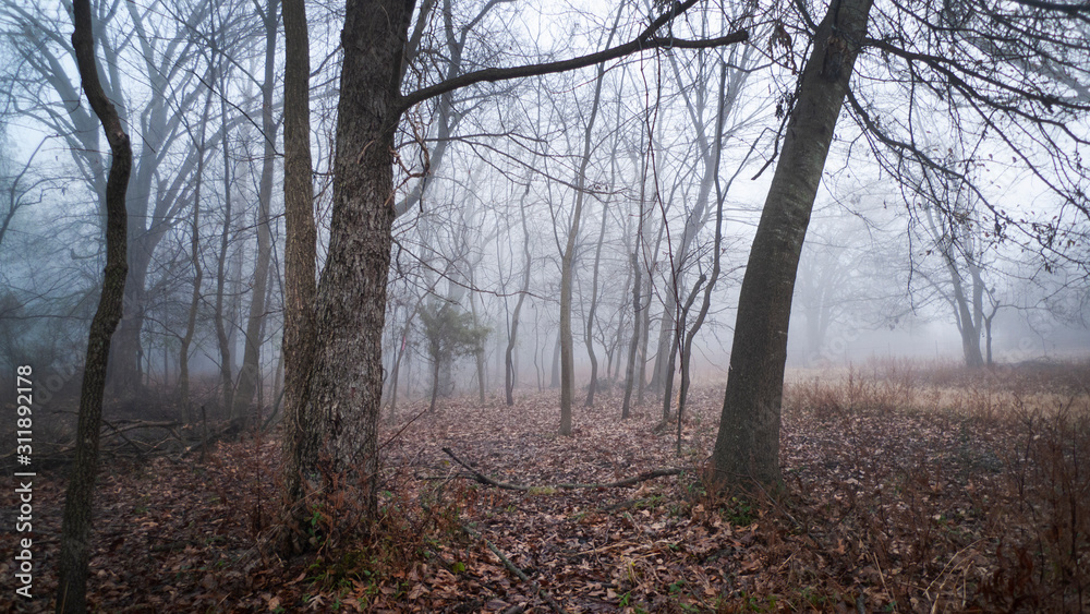 Winter fog in the forest