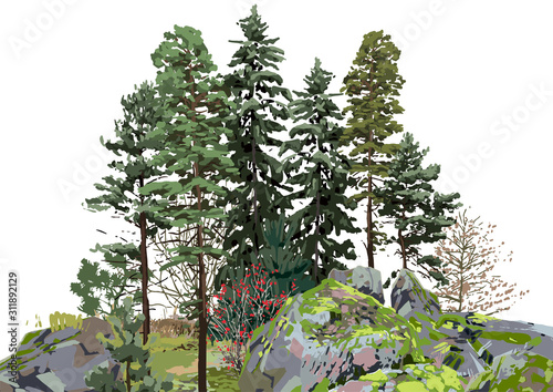 Group of coniferous trees among the rocks, covered with moss.