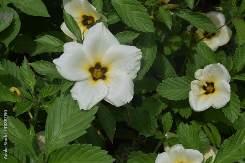 white flowers in the garden