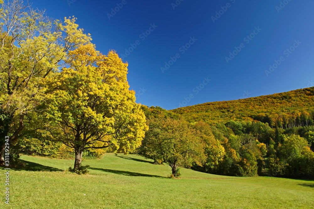 Herbst im Wienerwald