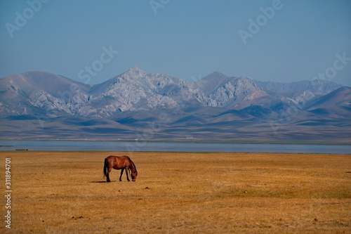 Central Asia. Kyrgyzstan. Freely grazing herds of horses in the Eastern part of the Pamir tract on the border with Tajikistan.