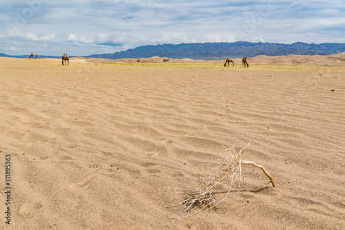 Fototapeta Naklejka Na Ścianę i Meble -  Animals of the Khongor Sand Dunes
