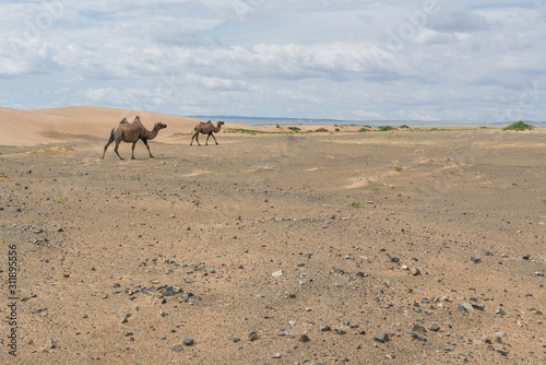 Animals of the Khongor Sand Dunes