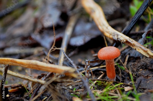 mushroom in forest