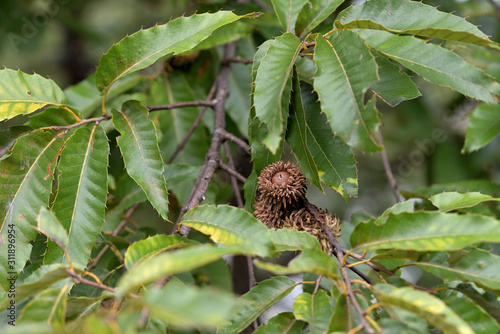 Brown acorns, on the branch, Sawtooth Oak 