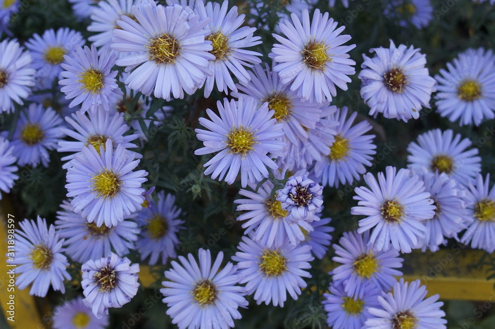 Fototapeta premium background of flowers