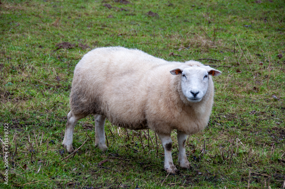 Sheep on a urban farm in Brussels, Belgium Sheep on a urban farm in Brussels, Belgium
