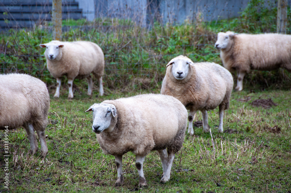 Sheep on a urban farm in Brussels, Belgium Sheep on a urban farm in Brussels, Belgium