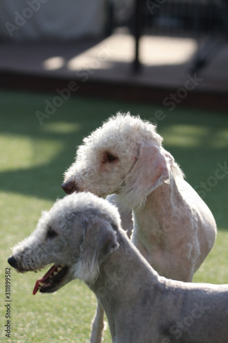 Happy puppies in a private playground