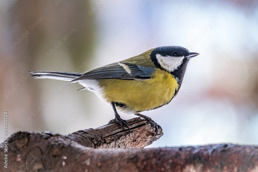 Cute bird Great tit, songbird sitting on the branch with blurred autumn or winter background Cute bird Great tit, songbird sitting on the branch with blurred autumn or winter background