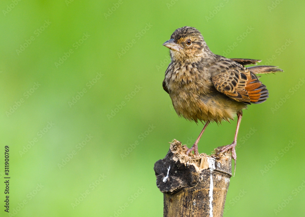 Naklejka premium Beautiful small bird with green background