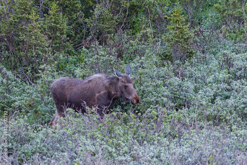 Shiras Moose in the Rocky Mountains of Colorado