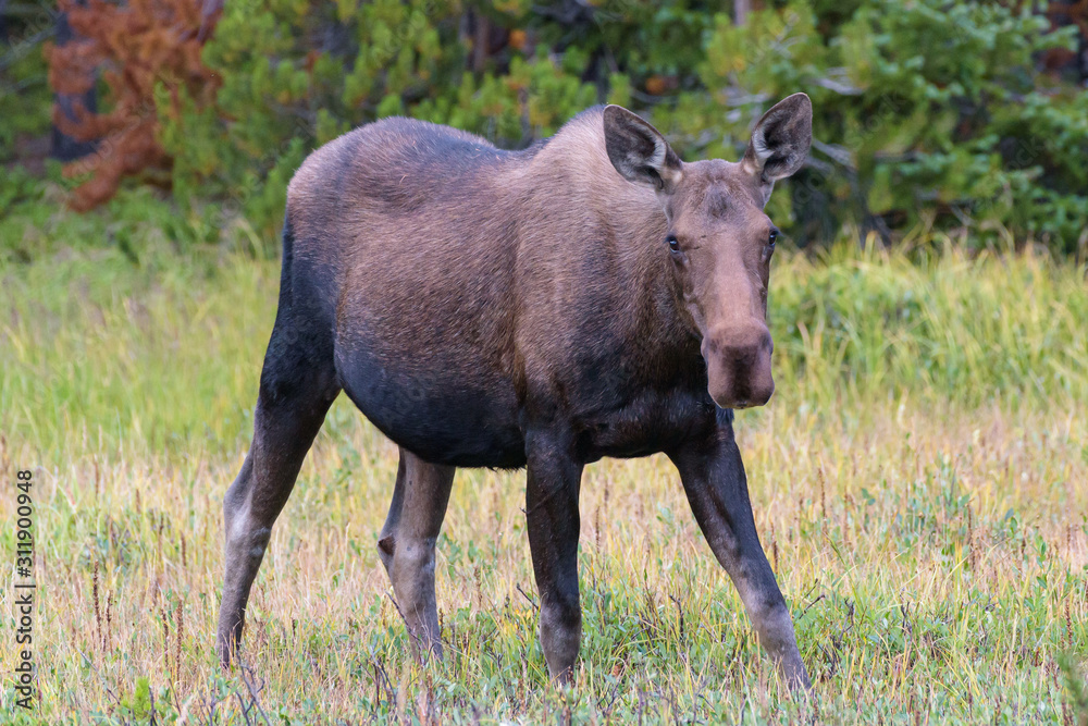 Shiras Moose in the Rocky Mountains of Colorado Shiras Moose in the Rocky Mountains of Colorado