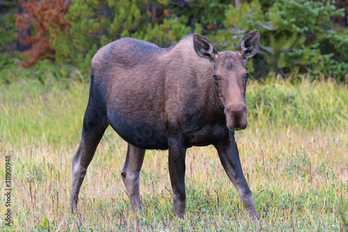 Shiras Moose in the Rocky Mountains of Colorado © Gary