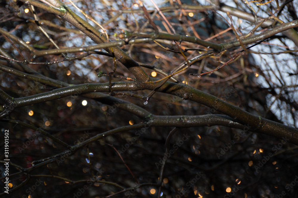 Fototapeta premium rain drops on the tree branch
