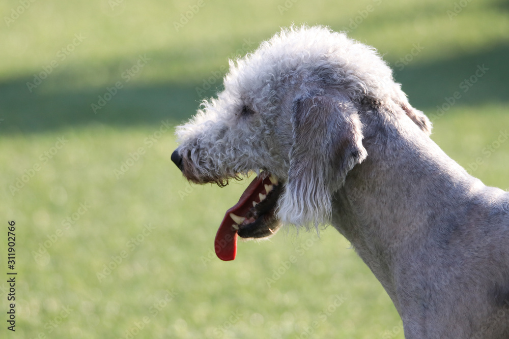 Fototapeta premium Happy puppies in a private playground