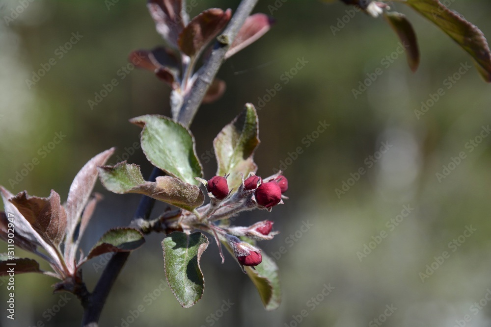 Early spring in the garden. The buds of the apple tree are opened. Apple trees are blooming. Early spring in the garden. The buds of the apple tree are opened. Apple trees are blooming.