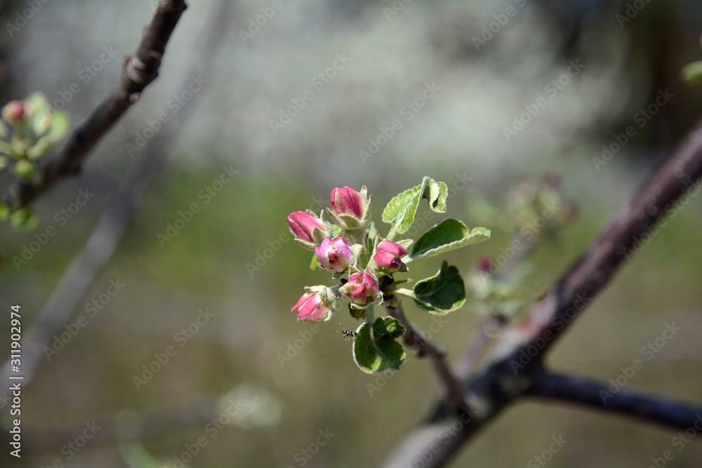 Early spring in the garden. The buds of the apple tree are opened. Apple trees are blooming. Early spring in the garden. The buds of the apple tree are opened. Apple trees are blooming.