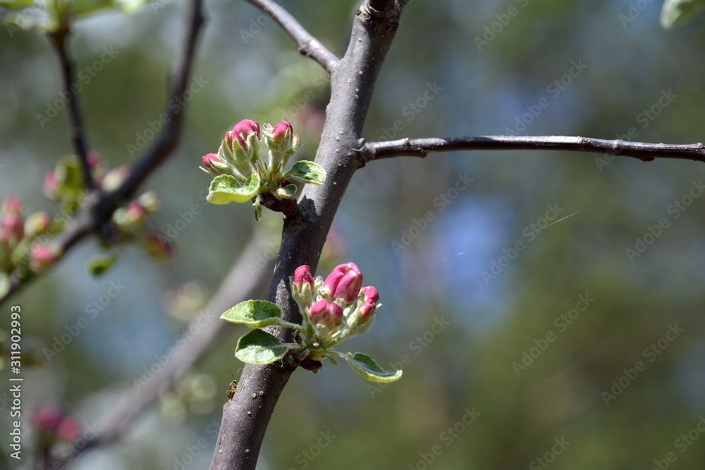 Early spring in the garden. The buds of the apple tree are opened. Apple trees are blooming. Early spring in the garden. The buds of the apple tree are opened. Apple trees are blooming.