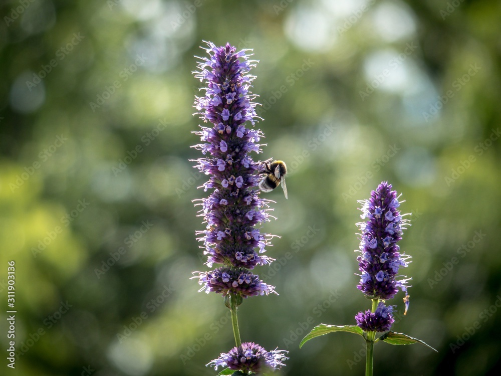 A bee collects nectar from a flower against a background of greenery. A bee collects nectar from a flower against a background of greenery.