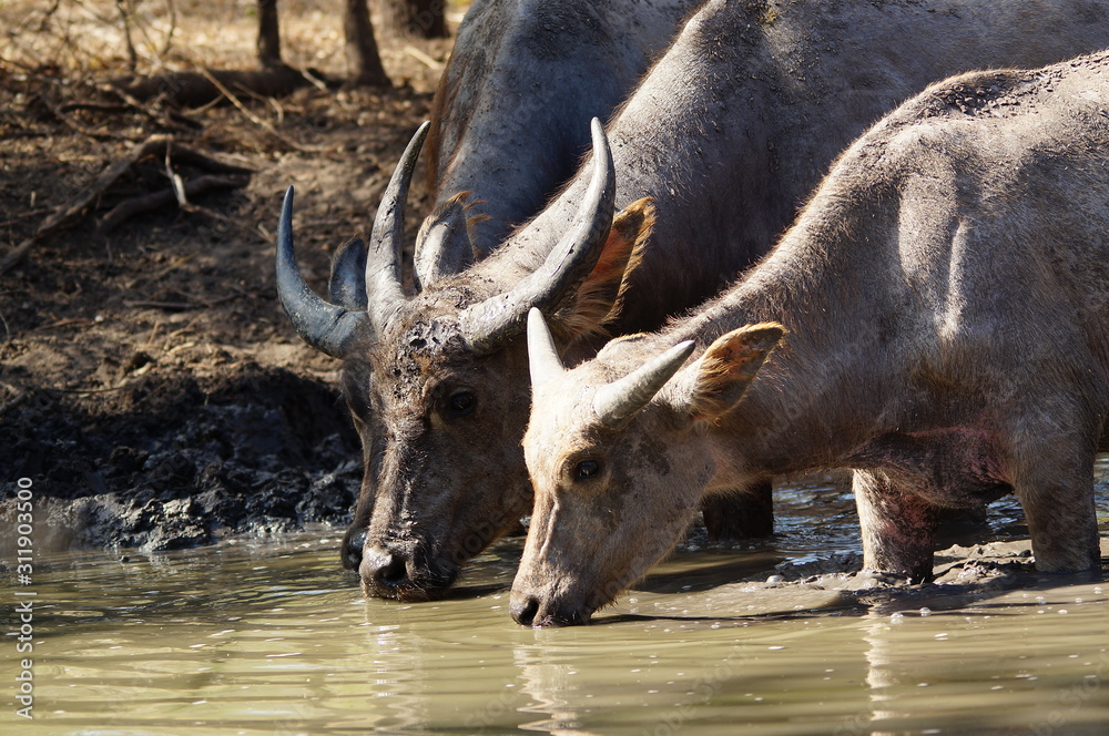 The water buffalo (Bubalus bubalis) or domestic water buffalo is a large bovid originating in the Indian subcontinent, Southeast Asia, and China. This animal is bathing in a mud pool in the Baluran.