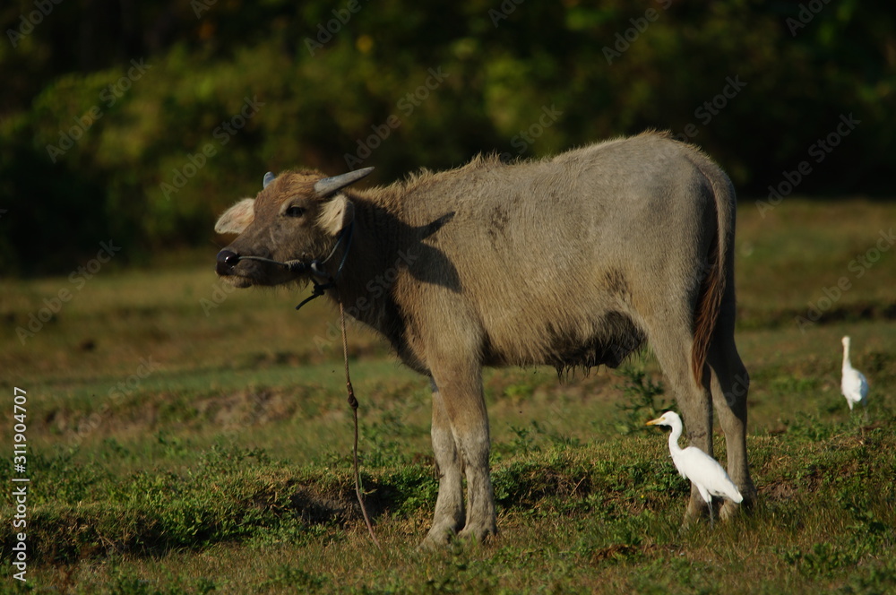The water buffalo (Bubalus bubalis) or domestic water buffalo is a large bovid originating in the Indian subcontinent, Southeast Asia, and China. This animal is bathing in a mud pool in the Baluran. The water buffalo (Bubalus bubalis) or domestic water buffalo is a large bovid originating in the Indian subcontinent, Southeast Asia, and China. This animal is bathing in a mud pool in the Baluran.