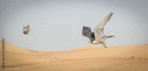 Photography bird in flight