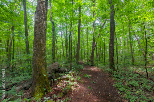 Sitton's Gulch Trail, Cloudland Canyon State Park, Georgia, USA