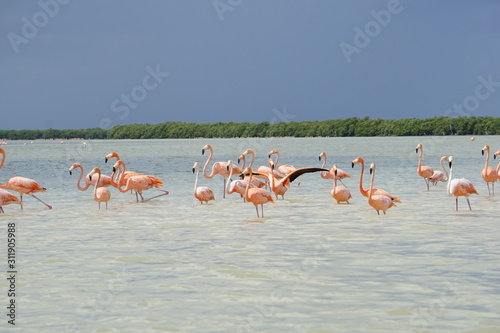 Flamingoes in Rio Lagartos nature reserve, Mexico, September 2018