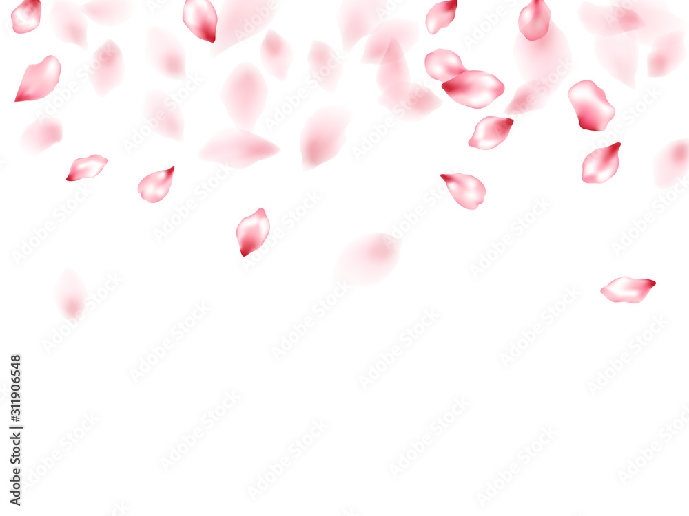 Pink sakura flower flying petals isolated on white vector background.