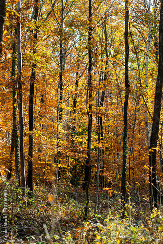 Golden leafs of trees at autumn forest