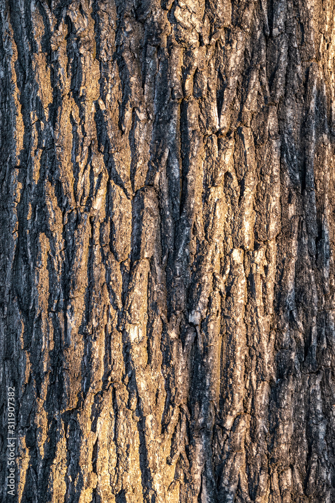 Obraz premium Birch bark texture