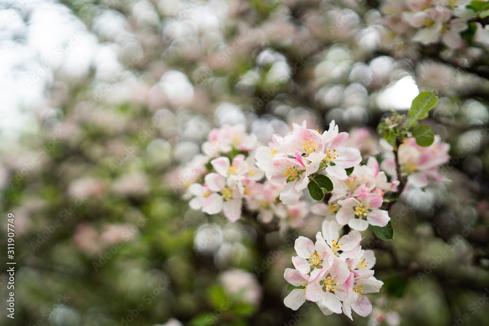 Garden in spring time. Closeup view of cherry or apple blossom. Little green leaves and white flowers of cherry tree. Concept of beautiful background. Horizontal wallpaper Garden in spring time. Closeup view of cherry or apple blossom. Little green leaves and white flowers of cherry tree. Concept of beautiful background. Horizontal wallpaper