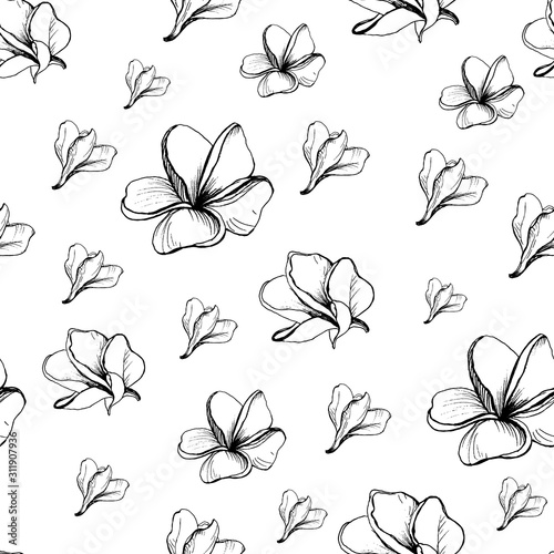 Vector seamless graphic pattern with  Flowers of Plumeria Alba. Doodle style. Hand drawing outless scketch of Frangipani. Black and white.  Tropical Floral. For texrile design, Fabric. Tissue paper