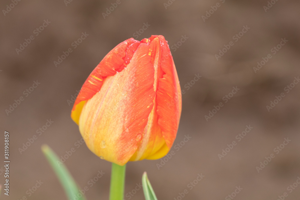 A single orange and yellow variegated tulip bud against a brown background A single orange and yellow variegated tulip bud against a brown background