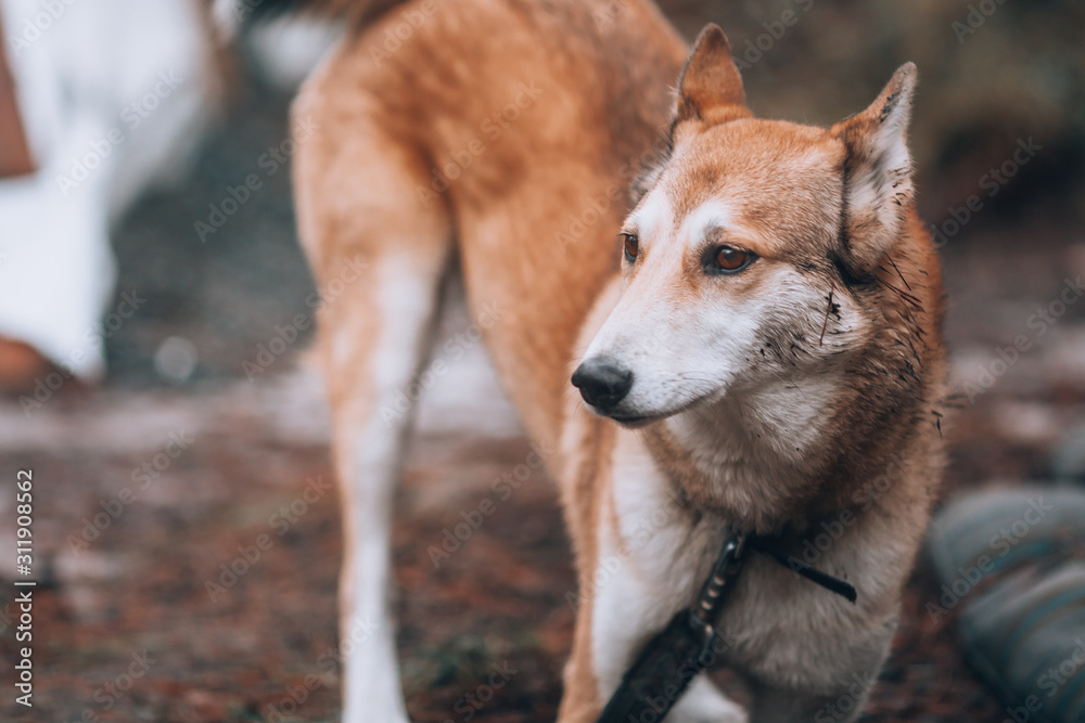 Naklejka premium Sad ginger dog.