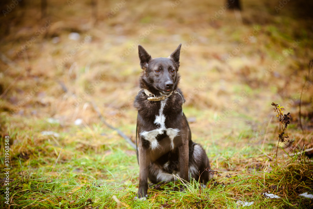 A black dog is sitting on the grass. Portrait of a dog during training.