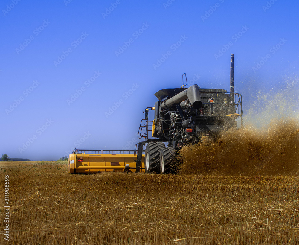 Fototapeta premium combine harvester working on barley field