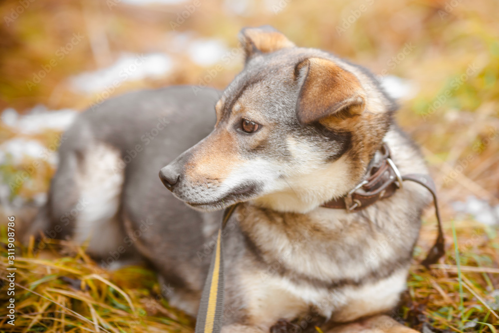 A small dog lies on the grass. Portrait of a small fluffy multi-colored dog in the forest.