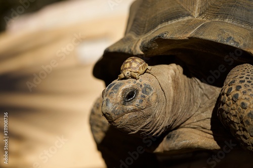 Tortue géante avec une petite bébé tortue sur la tête - reptile animalier  photo