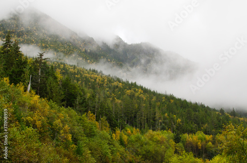 Pacific temperature rainforest of British Columbia