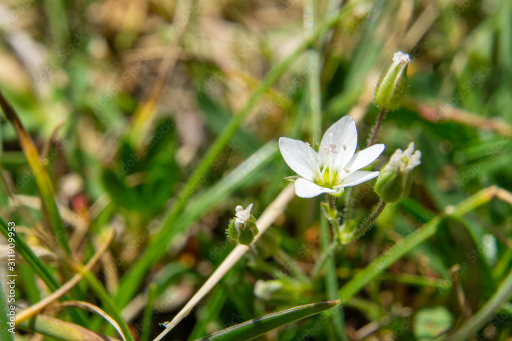 small white wild flower in grass in a field small white wild flower in grass in a field