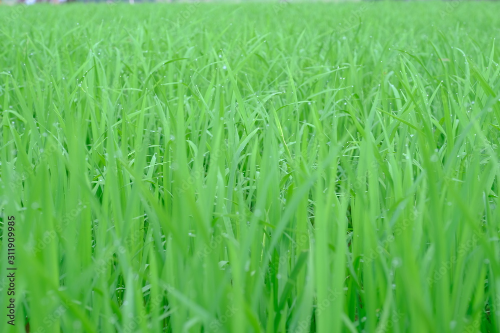 Close up green young rice plant background texture Close up green young rice plant background texture