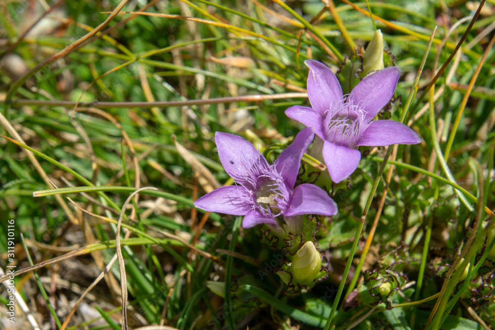 couple of purple wild flowers with five petals on grass in a garden couple of purple wild flowers with five petals on grass in a garden