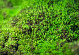 Green moss, close-up, macro shot with blurry background