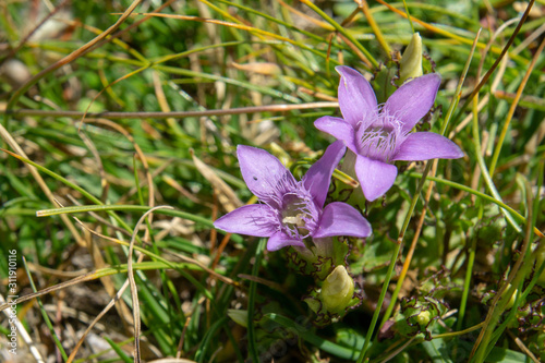 couple of purple wild flowers with five petals on grass in a garden